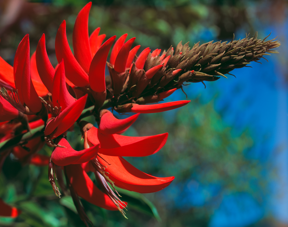 coraltree